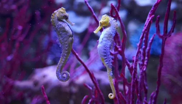 Gardaland SEA LIFE Aquarium - Cavalluccio Marino