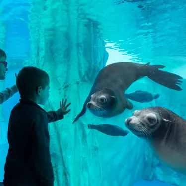 Gardaland SEA LIFE Aquarium - Leoni Marini