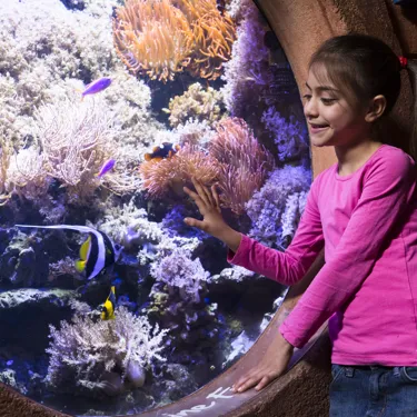 Gardaland SEA LIFE Aquarium - Barriera Corallina