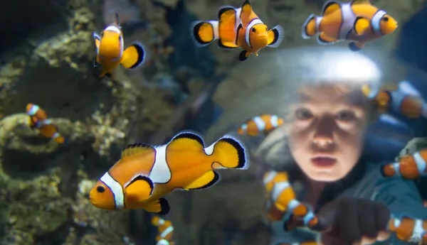 Gardaland SEA LIFE Aquarium - Oblò
