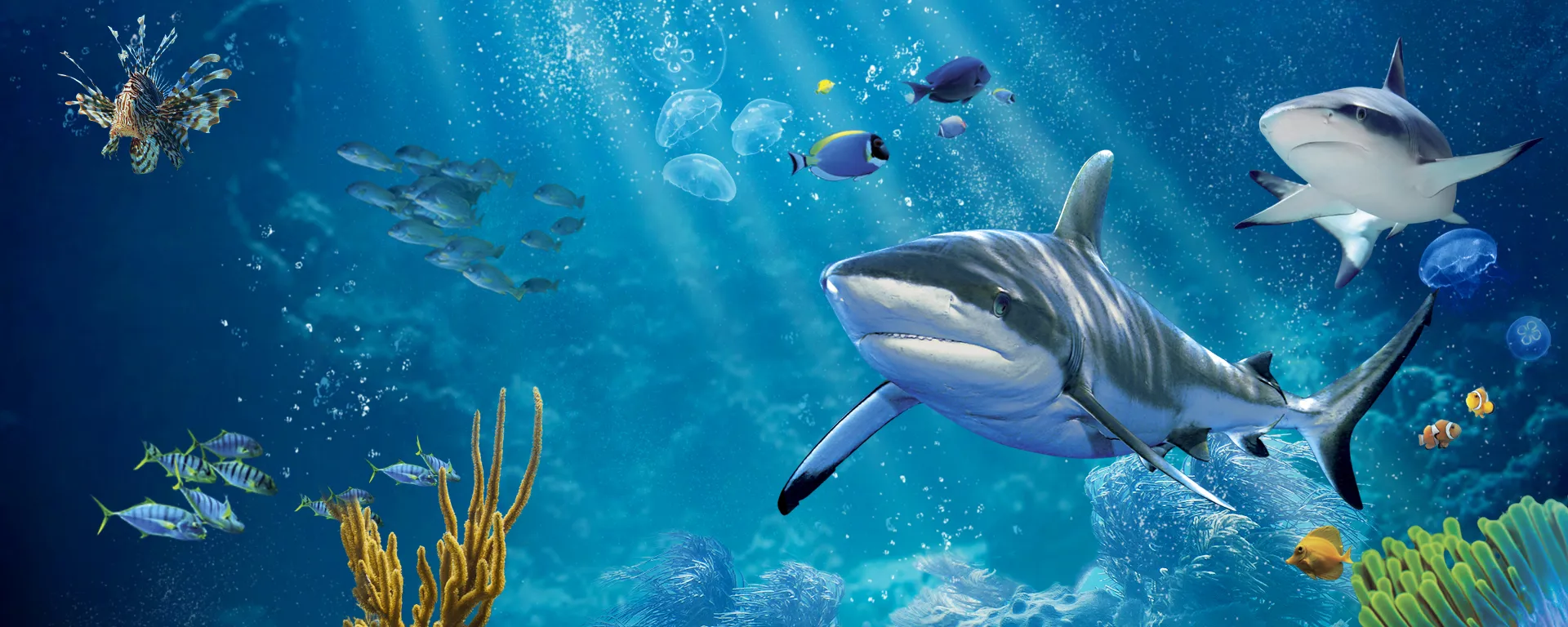 Slider SEALIFE Desktop