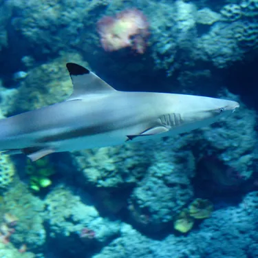 Gardaland SEA LIFE Aquarium - Schwarzspitzen-Riffhai