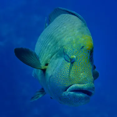 Gardaland SEA LIFE Aquarium - Napoleon-Lippfisch