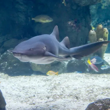 Gardaland SEA LIFE Aquarium - Atlantischer Ammenhai