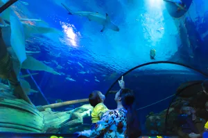 SEALIFE SIRENA TRITONE 23