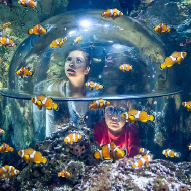 Gardaland SEA LIFE Aquarium - Grotte dei Pesci Pagliaccio