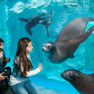 Gardaland SEA LIFE Aquarium - A un passo dai leoni marini