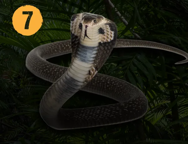 07 Snake 1920X1371