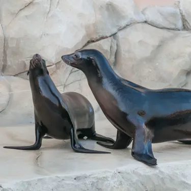 Gardaland SEA LIFE Aquarium - Incontra i leoni marini