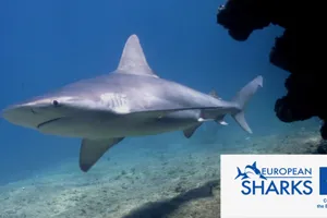 European Shark2