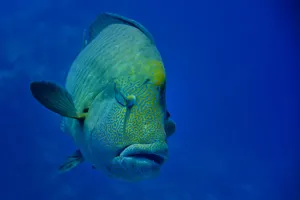 SL Pesci 035 (1)