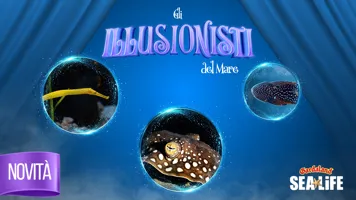 KV SEA LIFE BLACK BOX 1920X1080 VIDEO Copertina
